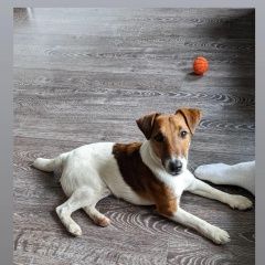 Подробнее об объявлении «Люберцы Найдена собака кобель пёс в жулебинском парке» Фото: найдена собака Фокстерьер «Люберцы Найдена собака кобель пёс в жулебинском...» в г. Люберцы