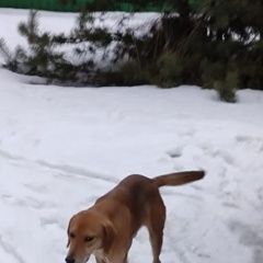 Подробнее об объявлении «Воронеж Найдена собака кобель» Фото: найдена собака Гончая «Воронеж Найдена собака кобель» в г. Воронеж