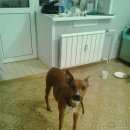 Подробнее об объявлении «Красноярск Найдена собака» Фото: найдена собака Стаффордширский бультерьер «Красноярск Найдена собака» в г. Красноярск