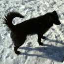 Подробнее об объявлении «Найдена собака кобель Ангарск» Фото: найдена собака  «Найдена собака кобель Ангарск» в г. Ангарск