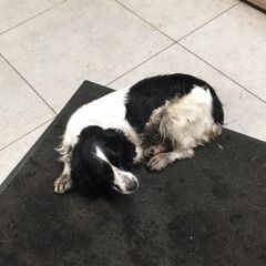 Подробнее об объявлении «Киев Найдена собака 13.12 спаниель сука березняки» Фото: найдена собака Русский охотничий спаниель «Киев Найдена собака 13.12 спаниель сука березняки» в г. Киев