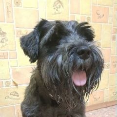 Подробнее об объявлении «Найдена собака кобель Воронеж» Фото: найдена собака  «Найдена собака кобель Воронеж» в г. Воронеж