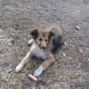 Подробнее об объявлении «Найдена собака у карповской церкви Нижний Новгород» Фото: найдена собака  «Найдена собака у карповской церкви Нижний Новгород» в г. Нижний Новгород