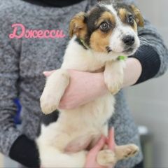 Подробнее об объявлении «Найдена собака очень ласковые малышки ищут семьи Королев» Фото: найдена собака  «Найдена собака очень ласковые малышки ищут...» в г. Королев