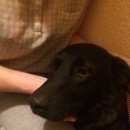 Подробнее об объявлении «Найдена собака черная сука лабрадор или помесь Реутов» Фото: найдена собака Лабрадор ретривер «Найдена собака черная сука лабрадор или помесь...» в г. Реутов