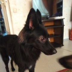 Подробнее об объявлении «Найдена собака кобель молодой, энергичный кобелек Москва» Фото: найдена собака  «Найдена собака кобель молодой, энергичный...» в г. Москва