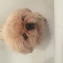 Подробнее об объявлении «Найдена собака кобель Венев» Фото: найдена собака Пекинес «Найдена собака кобель Венев» в г. Венев