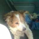 Подробнее об объявлении «Ижевск Найдена собака кобель» Фото: найдена собака  «Ижевск Найдена собака кобель» в г. Ижевск