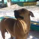 Подробнее об объявлении «Красноярск Найдена собака мичурина 65» Фото: найдена собака  «Красноярск Найдена собака мичурина 65» в г. Красноярск