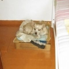 Подробнее об объявлении «Осинники Найдена собака кобель мальчик» Фото: найдена собака  «Осинники Найдена собака кобель мальчик» в г. Осинники