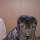 Подробнее об объявлении «Челябинск Найдена собака» Фото: найдена собака Шар-пей «Челябинск Найдена собака» в г. Челябинск