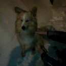 Подробнее об объявлении «Нижний Новгород Найдена собака» Фото: найдена собака  «Нижний Новгород Найдена собака» в г. Нижний Новгород