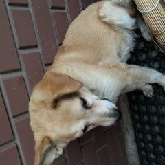 Подробнее об объявлении «Найдена собака Дмитров» Фото: найдена собака  «Найдена собака Дмитров» в г. Дмитров