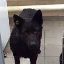 Подробнее об объявлении «Найдена собака сука немецкой овчарки (возможно метис) Орехово-Зуево» Фото: найдена собака Немецкая овчарка «Найдена собака сука немецкой овчарки (возможно...» в г. Орехово-Зуево