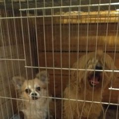 Подробнее об объявлении «Найдена собака кобель отловлены 2а кобеля на оживленной трассе Софрино» Фото: найдена собака Чихуахуа «Найдена собака кобель отловлены 2а кобеля на...» в г. Софрино