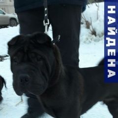 Подробнее об объявлении «Найдена собака кобель Кемерово» Фото: найдена собака Шар-пей «Найдена собака кобель Кемерово» в г. Кемерово