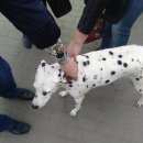 Подробнее об объявлении «Найдена собака долматинец, девочка Нижний Новгород» Фото: найдена собака Далматин «Найдена собака долматинец, девочка Нижний Новгород» в г. Нижний Новгород