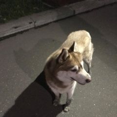 Подробнее об объявлении «Найдена собака кобель рыжий хаски Балашиха» Фото: найдена собака  «Найдена собака кобель рыжий хаски Балашиха» в г. Балашиха