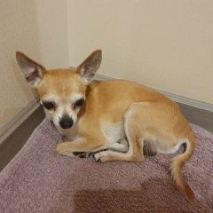 Подробнее об объявлении «Найдена собака кобель чихуахуа Москва» Фото: найдена собака Чихуахуа «Найдена собака кобель чихуахуа Москва» в г. Москва