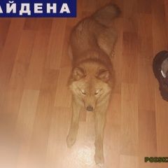 Подробнее об объявлении «Найдена собака кобель карело-финская лайка кабель Нижний Новгород» Фото: найдена собака  «Найдена собака кобель карело-финская лайка...» в г. Нижний Новгород