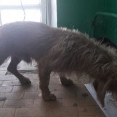 Подробнее об объявлении «Иваново Найдена собака кобель может кто откликнется.» Фото: найдена собака  «Иваново Найдена собака кобель может кто...» в г. Иваново