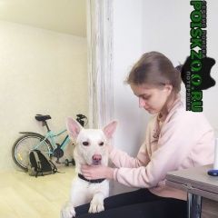 Подробнее об объявлении «Найдена собака кобель Зеленоград» Фото: найдена собака  «Найдена собака кобель Зеленоград» в г. Зеленоград