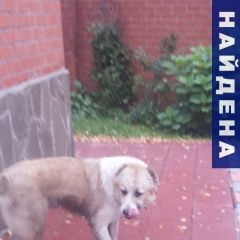 Подробнее об объявлении «Малаховка Найдена собака кобель мальчик алабай» Фото: найдена собака  «Малаховка Найдена собака кобель мальчик алабай» в г. Малаховка