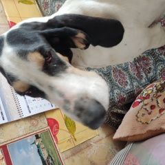 Подробнее об объявлении «Луховицы Найдена собака» Фото: найдена собака  «Луховицы Найдена собака» в г. Луховицы