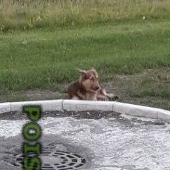 Подробнее об объявлении «Найдена собака Химки» Фото: найдена собака  «Найдена собака Химки» в г. Химки