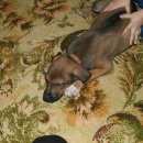 Подробнее об объявлении «Ульяновск Найдена собака кобель» Фото: найдена собака  «Ульяновск Найдена собака кобель» в г. Ульяновск