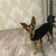 Подробнее об объявлении «Найдена собака кобель Кемерово» Фото: найдена собака  «Найдена собака кобель Кемерово» в г. Кемерово