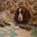 Подробнее об объявлении «Кстово Найдена собака кобель» Фото: найдена собака  «Кстово Найдена собака кобель» в г. Кстово