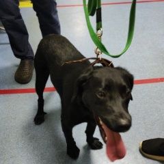 Подробнее об объявлении «Найдена собака кобель метис лабрадора Москва» Фото: найдена собака Лабрадор ретривер «Найдена собака кобель метис лабрадора Москва» в г. Москва