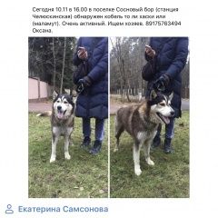Подробнее об объявлении «Найдена собака кобель ищем хозяина Мытищи» Фото: найдена собака Сибирская хаски «Найдена собака кобель ищем хозяина Мытищи» в г. Мытищи