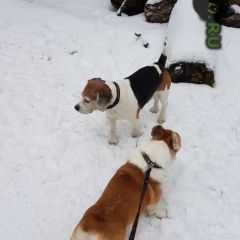 Подробнее об объявлении «Найдена собака кобель Москва» Фото: найдена собака Бигль «Найдена собака кобель Москва» в г. Москва