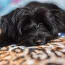 Подробнее об объявлении «Красноярск Найдена собака кобель» Фото: найдена собака  «Красноярск Найдена собака кобель» в г. Красноярск