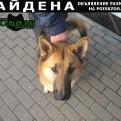Подробнее об объявлении «Найдена собака Калуга» Фото: найдена собака Немецкая овчарка «Найдена собака Калуга» в г. Калуга