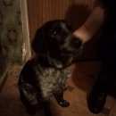 Подробнее об объявлении «Найдена собака кобель ыш Нижний Новгород» Фото: найдена собака  «Найдена собака кобель ыш Нижний Новгород» в г. Нижний Новгород