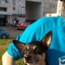 Подробнее об объявлении «Найдена собака кобель Нижний Новгород» Фото: найдена собака Той-терьер «Найдена собака кобель Нижний Новгород» в г. Нижний Новгород