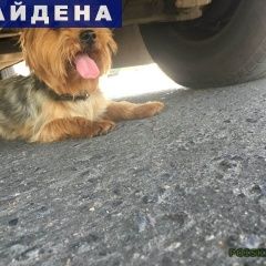 Подробнее об объявлении «Найдена собака Пушкино» Фото: найдена собака Йоркширский терьер «Найдена собака Пушкино» в г. Пушкино