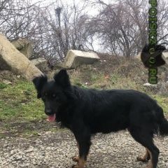 Подробнее об объявлении «Краснодар Найдена собака» Фото: найдена собака Немецкая овчарка «Краснодар Найдена собака» в г. Краснодар