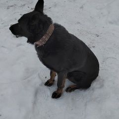 Подробнее об объявлении «Найдена собака кобель овчарка без хвоста Киров (Кировская обл.)» Фото: найдена собака Немецкая овчарка «Найдена собака кобель овчарка без хвоста Киров...» в г. Киров (Кировская обл.)