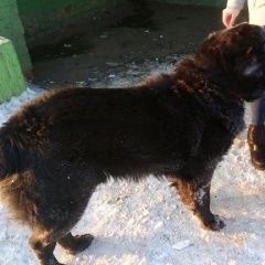 Подробнее об объявлении «Киров (Кировская обл.) Найдена собака на спичке азиат, черный с ошейник» Фото: найдена собака Среднеазиатская овчарка «Киров (Кировская обл.) Найдена собака на спичке...» в г. Киров (Кировская обл.)