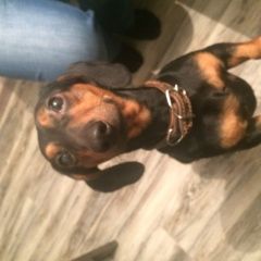 Подробнее об объявлении «Найдена собака кобель Химки» Фото: найдена собака Такса «Найдена собака кобель Химки» в г. Химки