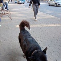 Подробнее об объявлении «Найдена собака Киров (Кировская обл.)» Фото: найдена собака  «Найдена собака Киров (Кировская обл.)» в г. Киров (Кировская обл.)