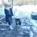 Подробнее об объявлении «Найдена собака Орехово-Зуево» Фото: найдена собака  «Найдена собака Орехово-Зуево» в г. Орехово-Зуево