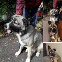 Подробнее об объявлении «Найдена собака кобель мкр сходня Химки» Фото: найдена собака  «Найдена собака кобель мкр сходня Химки» в г. Химки