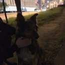 Подробнее об объявлении «Найдена собака маленькая овчарка (метис) Москва» Фото: найдена собака  «Найдена собака маленькая овчарка (метис) Москва» в г. Москва