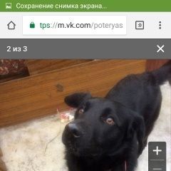 Подробнее об объявлении «Найдена собака кобель пес Домодедово» Фото: найдена собака  «Найдена собака кобель пес Домодедово» в г. Домодедово