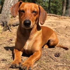 Подробнее об объявлении «Сестрорецк Найдена собака» Фото: найдена собака Такса «Сестрорецк Найдена собака» в г. Сестрорецк